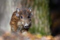 Baby wild boar, Sus scrofa, running red autumn forest in background Royalty Free Stock Photo