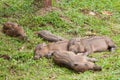 Baby wild boars sleeping on grass Royalty Free Stock Photo