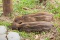 Baby wild boars sleeping on grass Royalty Free Stock Photo