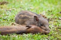 Baby wild boars sleeping on grass Royalty Free Stock Photo