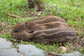 Baby wild boars sleeping on grass Royalty Free Stock Photo