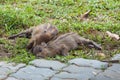 Baby wild boars sleeping on grass Royalty Free Stock Photo