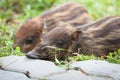 Baby wild boars sleeping on grass Royalty Free Stock Photo