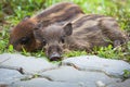 Baby wild boars sleeping on grass Royalty Free Stock Photo