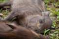Baby wild boars sleeping on grass Royalty Free Stock Photo