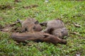 Baby wild boars sleeping on grass Royalty Free Stock Photo