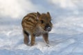 Baby wild pig in forest with snow. Wild boar, Sus scrofa, in wintery day. Wildlife scene from nature Royalty Free Stock Photo