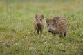 Baby wildboar