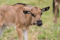 Baby Wildebeest