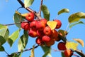 Baby Winesap Apples Royalty Free Stock Photo