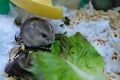 Baby Winter White Hamster Royalty Free Stock Photo