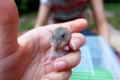 Baby winter white hamster Royalty Free Stock Photo