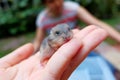 Baby winter white hamster Royalty Free Stock Photo