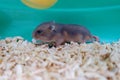 Baby winter white hamster Royalty Free Stock Photo