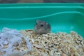 Baby Winter White Hamster Royalty Free Stock Photo
