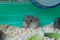 Baby Winter White Hamster Royalty Free Stock Photo