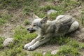 Baby grey wolf waiting to eat