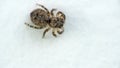 Baby wolf spider on a wall