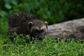 Baby wolverine