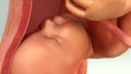 Baby in Womb Closeup View Royalty Free Stock Photo