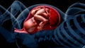 Baby in womb