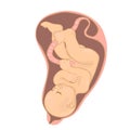 Baby in the womb Isolated on a white background. Vector graphics Royalty Free Stock Photo