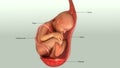 Baby in Womb Royalty Free Stock Photo