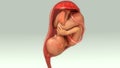 Baby in Womb