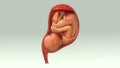 Baby in Womb Royalty Free Stock Photo