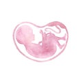 Baby in womb. Pink child silhouette.Watercolor