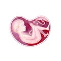 Baby in womb. Pink child silhouette.Watercolor hand drawn illustration.