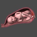 Baby in womb