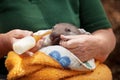 Baby Wombat Royalty Free Stock Photo