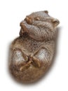 Baby Wombat spleeping