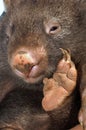 A baby wombat up close huddled up with rear foot near his face Royalty Free Stock Photo