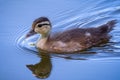Colorado Wildlife - Wood Duck Chick in a Pond Royalty Free Stock Photo