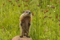 Baby Woodchuck Standing