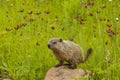 Baby Woodchuck