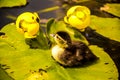 Baby Woodduck Waiting For A Meal Royalty Free Stock Photo