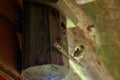 Wren chicks getting fed grubs and insects by their mother in a bird nest box Royalty Free Stock Photo