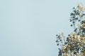 Baby's breath gypsophila on blue background with shadow