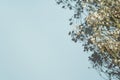 Baby's breath gypsophila on blue background with shadow