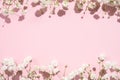 Baby's breath gypsophila on pink background with shadow