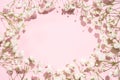 Baby's breath gypsophila on pink background with shadow