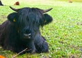 Baby Yak