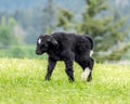 Baby Yak Walking