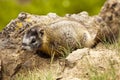 Baby Yellow-Bellied Marmot Royalty Free Stock Photo