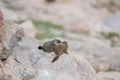 Baby Yellow Bellied Marmots