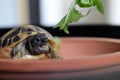 Small HermannÃâs Tortoise eats plant outside Royalty Free Stock Photo