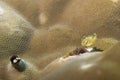 Baby yellow frog fish Royalty Free Stock Photo